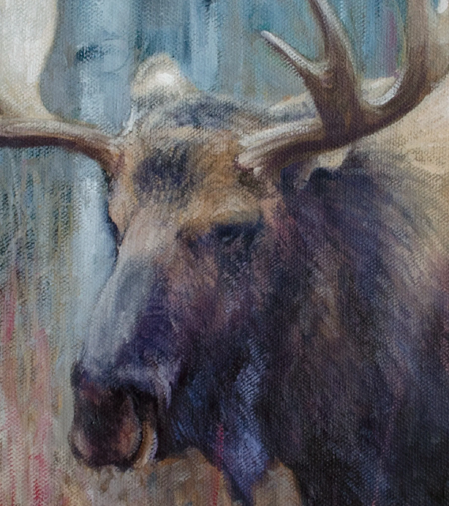 Fall Moose Study - Open Edition